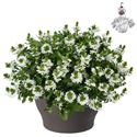 Bild von Hp30 XXL Scaevola White